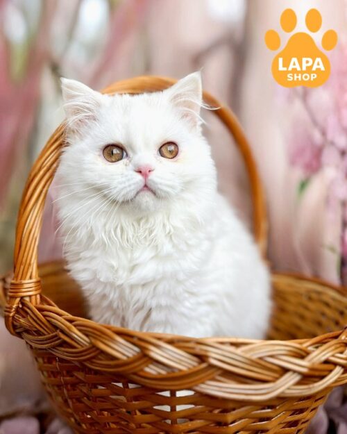 White Milka — білосніжна шотландська довгошерста красуня