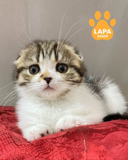 spotted and white Scottish Fold kitty