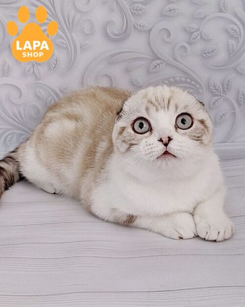 Luxurious Scottish Fold Kitten Zefir