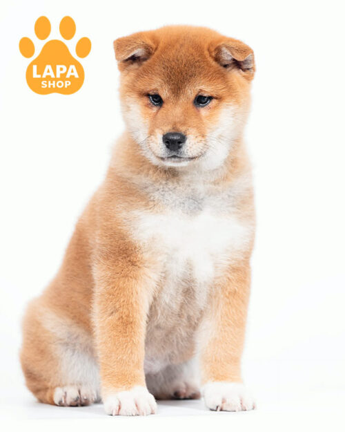 red welsh corgi pembroke