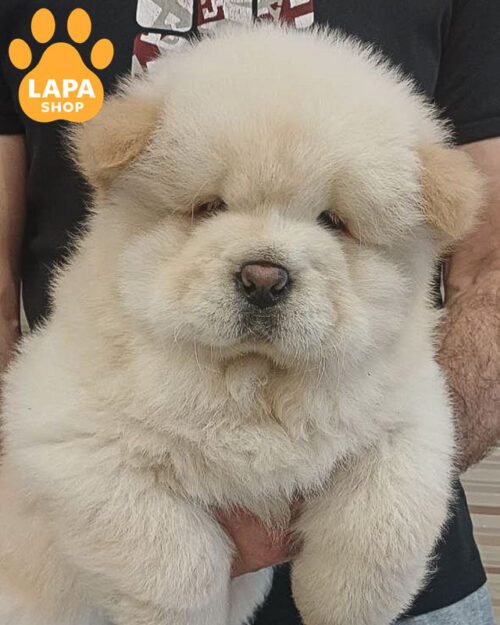 кремовий чау-чау