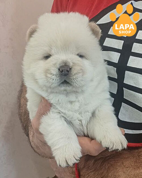 Chow Chow Puppies for Sale from Europe