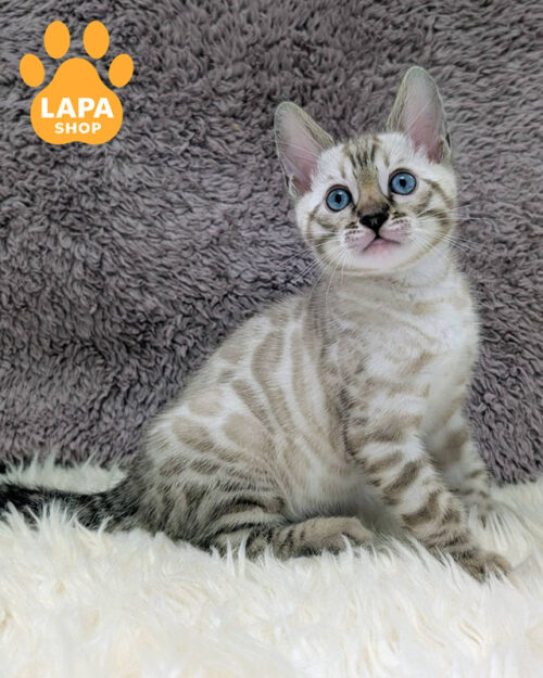 silver Bengal