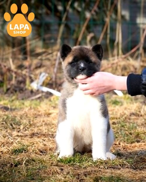 amerykanska-akita siryy-z-bilym
