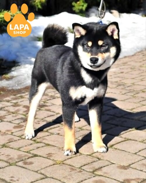 shyba-inu chorno-pidpale