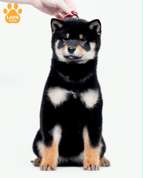 shyba-inu chornyy-pidpalyy