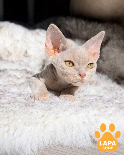 Astra is a Charming Devon Rex Kitty with a Soft Expression and Elegant Appearance 1776255387932 81d5 devon reks astra 01