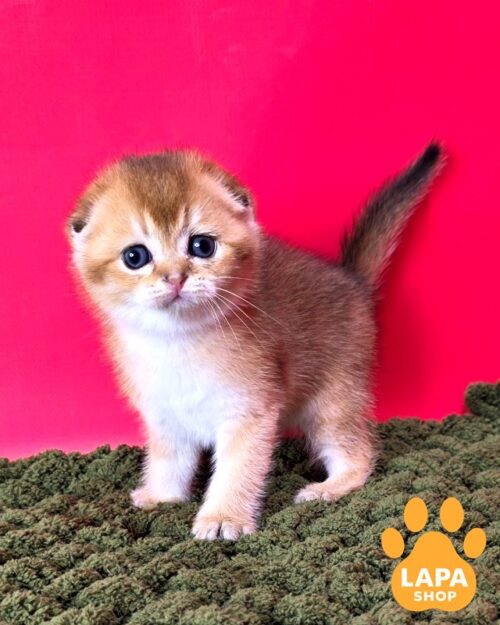 Golden Treasure Diego is a Charming Scottish Fold Kitten 1776329057562 13jv skotish fold diego 01