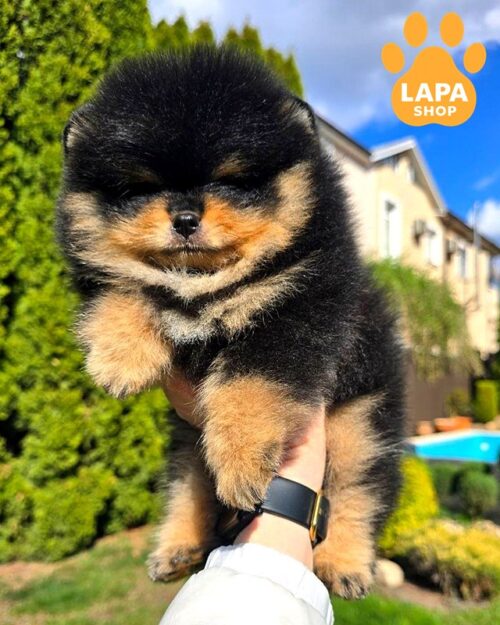 pomeranskyy-shpits chornyy-pidpalyy