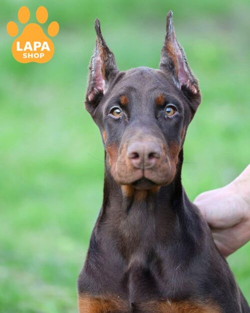 doberman korychnevo-pidpale