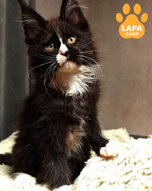 Sirius Black is a Black and White Maine Coon With Magical Charisma Who Loves Children Very Much 1777029624755 lx5o meyn kun sirius black 01