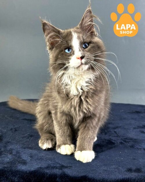 Incredibly Charming Blue-eyed Maine Coon F4 Cat Gosha, Who Fascinates With His Gaze 1777103936354 iu68 meyn kun gosha 01