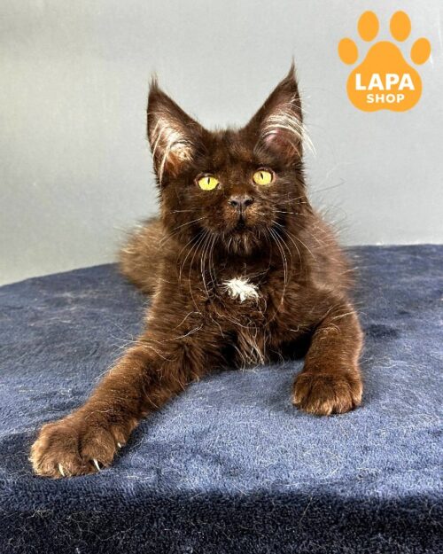 Exquisite kitty Gucci — an Elegant Black Maine Coon with a White Medallion on her Chest 1777105796854 0orm meyn kun gucci 01