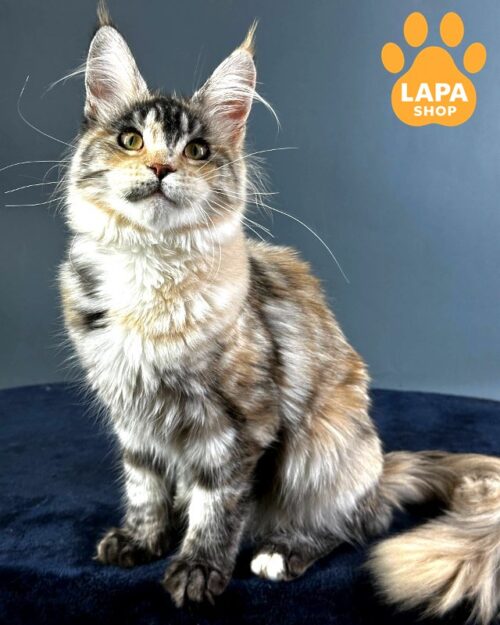 Cute Maine Coon Kitty in a Spectacular Tortoiseshell Fur Coat Yosha 1777116017379 nmj5 meyn kun yosha 01