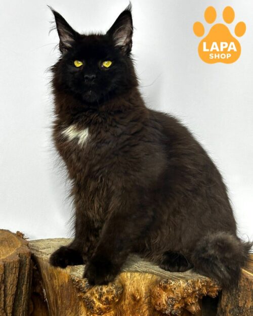 Black Handsome Maine Coon Boston with a White Medallion 1777116545551 am58 meyn kun boston 01
