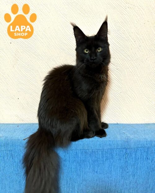 Black Pearl Maine Coon Barcelona — is a Embodiment of Elegance and Grace in the World of Maine Coons 1777120231581 lfjf meyn kun barcelona 01