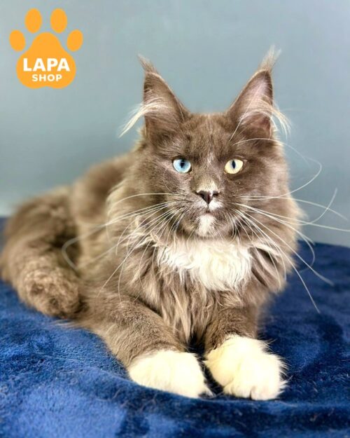Crystal - an Incredibly Beautiful Maine Coon F4 Cat with Unique Heterochromatic Eyes 1777122189771 3t1m meyn kun crystal 01
