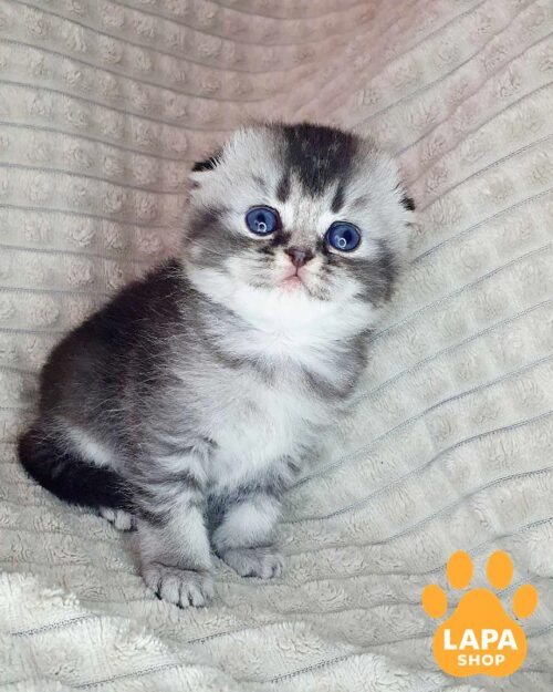 Charming Scottish Fold Kitty Michelle – a Fold-Eared Beauty with Bright Eyes 1777285704141 jyk1 skotish fold mishel 01