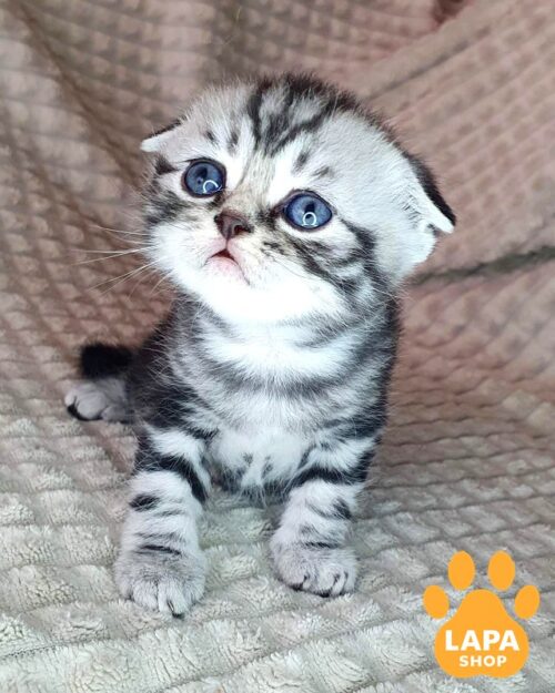 Charming Scottish Fold Kitten Maybe  — a Plush Bear Cub with a Noble Appearance