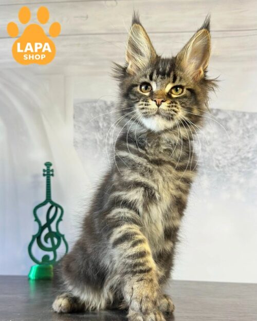 Incredibly Beautiful and Gentle Maine Coon Kitty Manona is the Embodiment of Tenderness and Peace 1777388138956 6e17 meyn kun manona 01