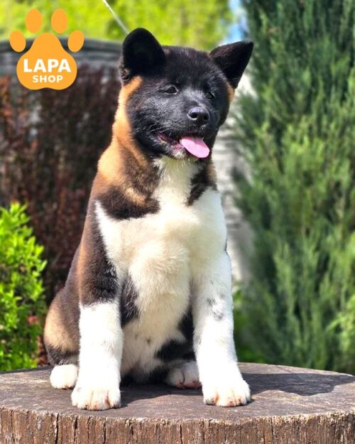 amerykanska-akita chorno-pidpalyy-z-bilym