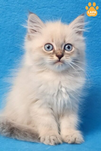 Siberian Handsome Angel – a Gentle Kitten is Awaiting You angel1