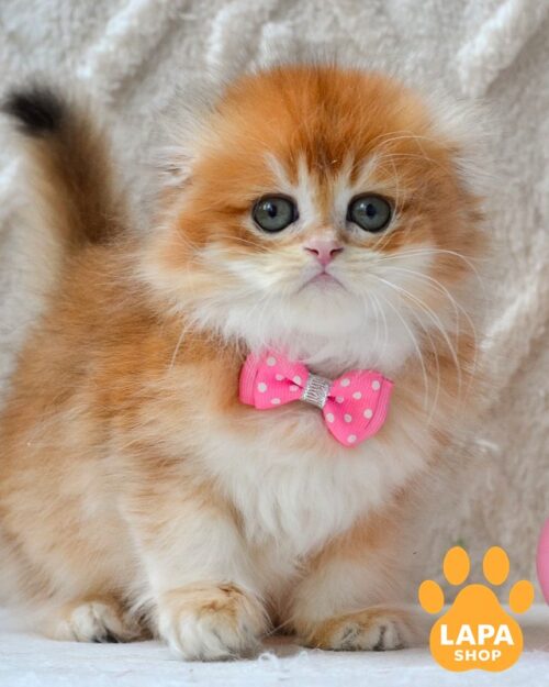 Archie is a Fluffy Highland Fold Golden Kitten Awaits His Family