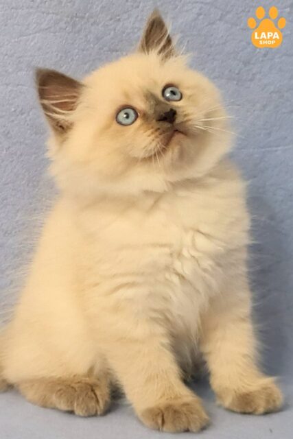 Cute Siberian Kitten in a Plush Fur Coat Archie archie8