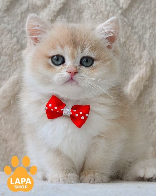 Британский короткошерстный котик Braxton – нежный золотой окрас