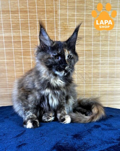 Tortoiseshell Maine Coon Beauty Diva is Ready to Become the Decoration of Your Home diva7