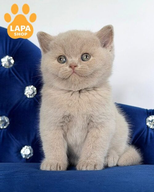 британська короткошерста