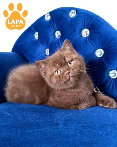 Chocolate British Shorthair Emma — A Tender Treasure for Your Family emma