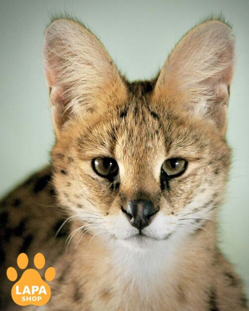 Exclusive Serval Enrica - is Already Waiting for her Family