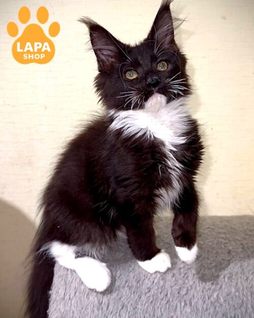 Charming Maine Coon Kitty Esmeralda - a Cute Black and White Pearl is Waiting for her Family esmeralda4