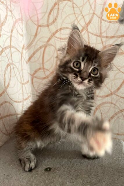 Charming Maine Coon Beauty Phoebe of Tortoiseshell Color fibi9