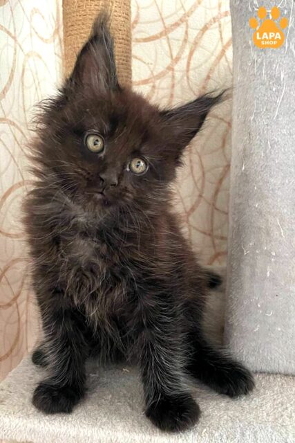 Phil is a Spectacular Maine Coon Kitten with a Fluffy Black Fur Coat and Royal Charisma fil 1