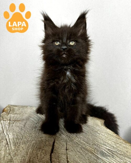 Luxurious Beauty Jadore is a Charming Black Maine Coon Kitty With a Royal Temperament jadore