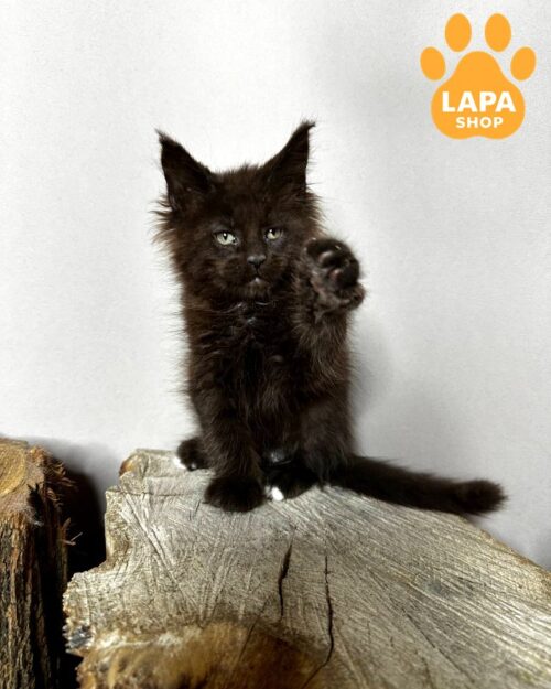 Black Handsome Maine Coon Jagger Is Waiting for His Family jagger22