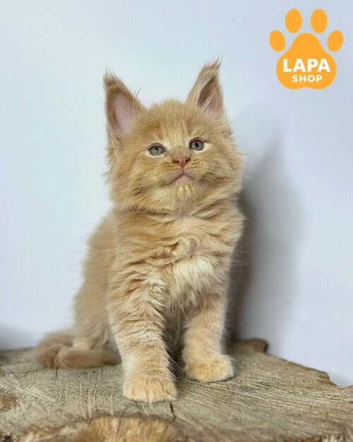 Gentle Cream Maine Coon Jovani Is Waiting for His Family jovani