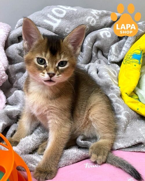 Spectacular Caracat F2 Kitten — is a Combination of the Grace of the Wild and the Tenderness of a Pet karaket bez imeni 1