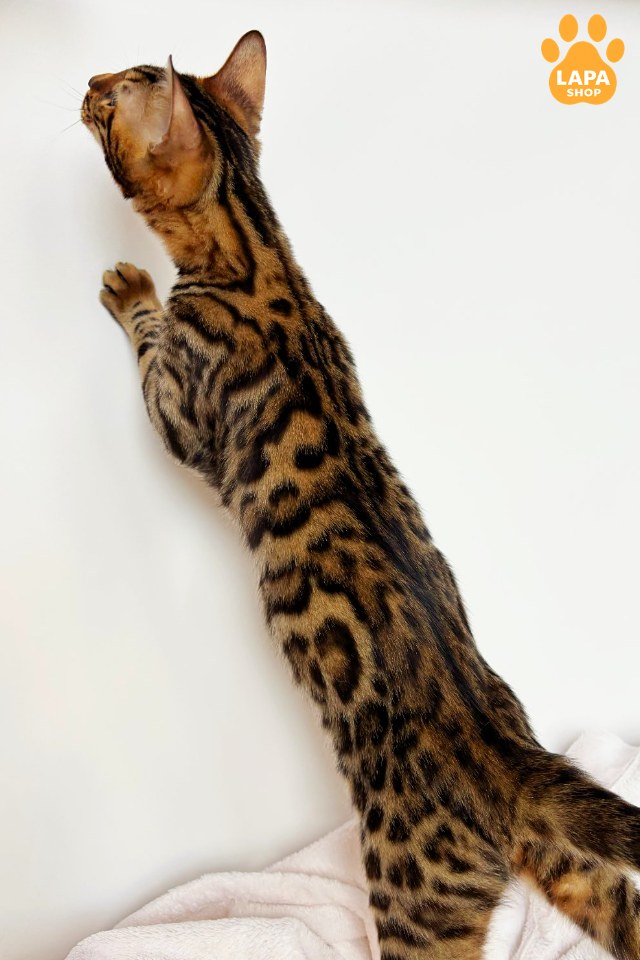 lilu8
