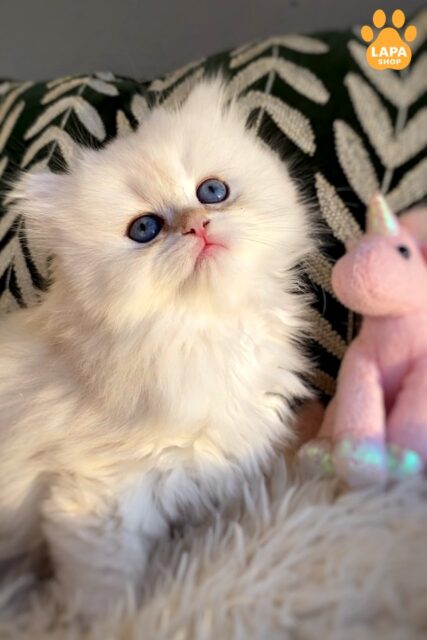 Luna — Cute British Longhair Beauty with Blue Eyes and a Soft Fluffy Coat luna