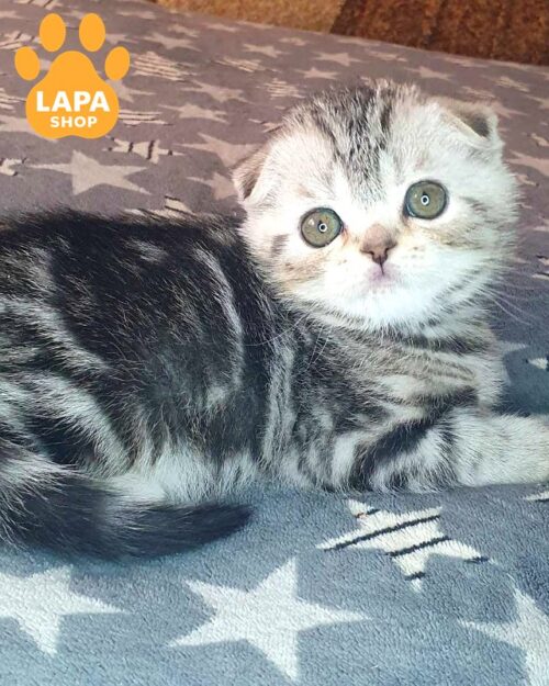 Charming Scottish Fold Malyuk - is a Cute Handsome Kitten Waiting for his Family malyuk