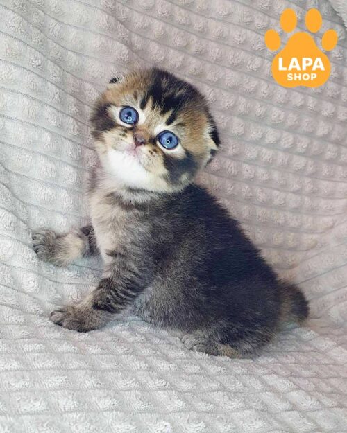 Cute Scottish Fold Mars – Your Fold-Eared Handsome Boy