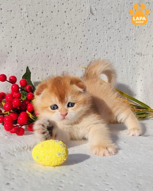 Charming Scottish Fold Marsik with a Golden Coat is Waiting for a Family marsik55