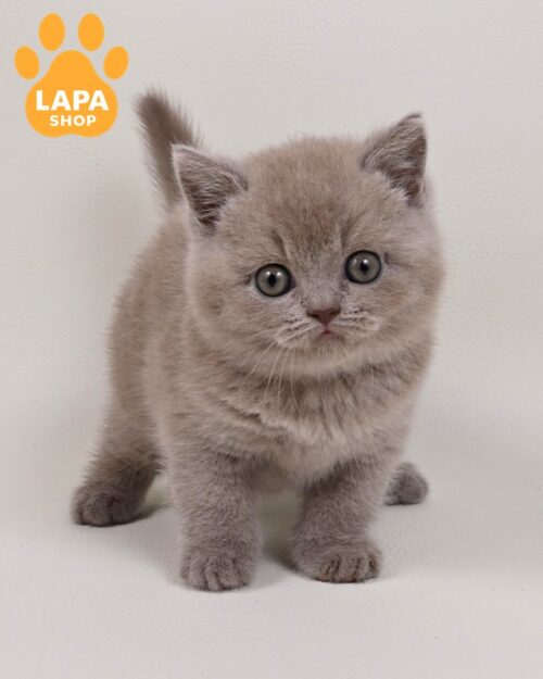 Plush Lilac British Shorthair Maximus Is Waiting for a Family maximus