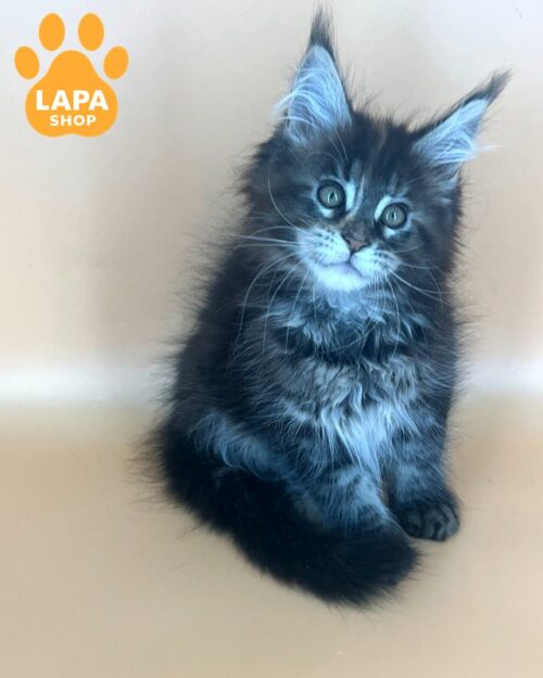 Cute Maine Coon Kitty in a Fluffy Fur Coat Alma