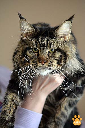 Incredibly Beautiful and Gentle Maine Coon Kitty Manona is the Embodiment of Tenderness and Peace mco dad 1