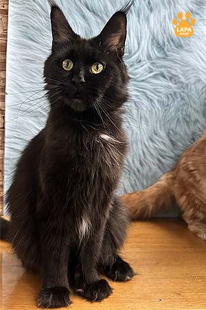 Incredibly Beautiful and Gentle Maine Coon Kitty Manona is the Embodiment of Tenderness and Peace mco mom 1