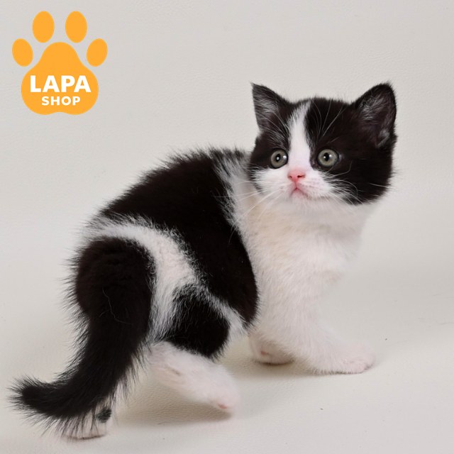 mia5
